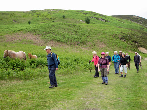 1.Mynydd y Dref (Conwy Mountain) & Foel Lys
Wild life encountered at the beginning of the walk.
Keywords: June10 Sunday Cleaton