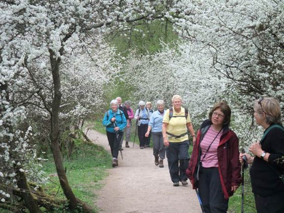 15.Dovedale Holiday
A tunnel of bloom. Almost like a wedding. Photo: Cleaton Williams.
Keywords: April11 Holiday Ian Spencer