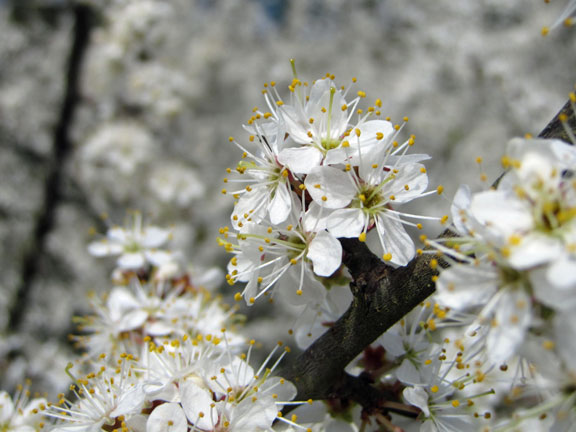 16.Dovedale Holiday
Hawthorn blossom. Photo: Hugh Evans.
Keywords: April11 Holiday Ian Spencer