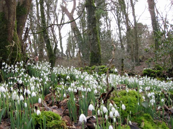 4.Criccieth Snowdrop Surprise.
10th Feb 2011. Our snowdrop surprise.
Keywords: Feb11 Thursday Mary Williams