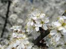 Filename=AHE_C_Lathkill_2093.jpg
Filesize=54KiB
Dimensions=576x432
Date added=May 11, 2011 AHE_C_Lathkill_2093.jpg