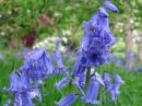 Filename=Llangwm-004.jpg
Filesize=54KiB
Dimensions=576x432
Date added=May 17, 2011 Llangwm-004.jpg