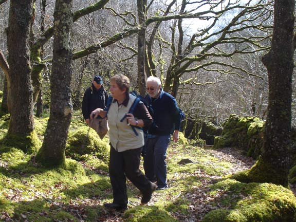 5.Tomen-y-mur / Trawsfynydd.
18/3/12. Deeper into the woodland. There is a lot of moss around. Photo: Ann & Nick White.
Keywords: Mar12 Sunday Ann White Nick White