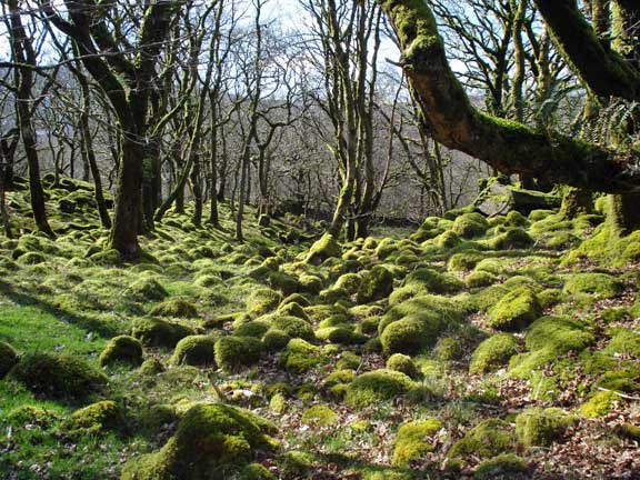 4.Tomen-y-mur / Trawsfynydd.
18/3/12. A woodland moss scene. Photo: Ann & Nick White.
Keywords: Mar12 Sunday Ann White Nick White