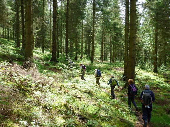 2.Cylchdaith Moel Fferna Circular.
10/6/12. Into our second bit of Cynwyd Forest. on our way up to the Bwlch.
Keywords: June12 Sunday Dafydd Williams