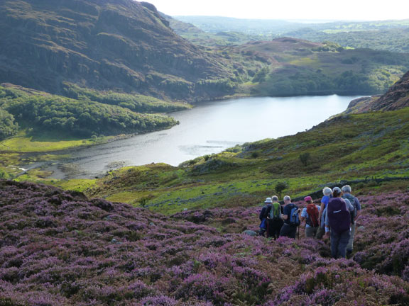 5.Cwm Bychan
2/9/12. On our way down from Bwlch Gwylim with Llyn Cwm Bychan and the end of our walk below.
Keywords: Sep12 Sunday Dafydd Williams