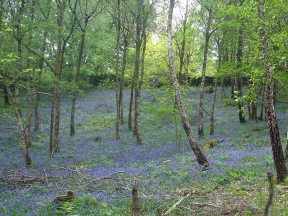 3.Coed y Brenin Waterfall Walk
15/5/14.  Our photographer is showing his artistic bent. He has called this "Bluebells". Photo: Dafydd Williams.
Keywords: May14 Thursday Judith Thomas