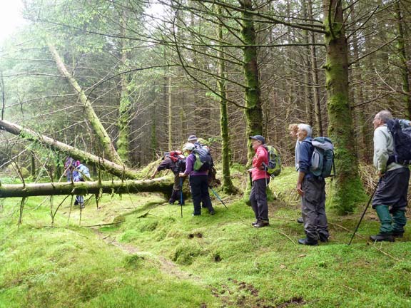 5.Manod Mawr & Sarn Helen
8/6/14. Into the forest to the south west of Rhiw-bach Quarry on our way back. A rather wet place, with alot of fallen trees.
Keywords: Jun14 Sunday Judith Thomas