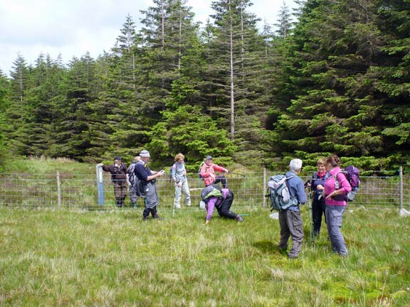 6.Manod Mawr & Sarn Helen
8/6/14. Out of the forest. Rhian does her famous impersonation of a bull and takes Dafydd by surprise.
Keywords: Jun14 Sunday Judith Thomas