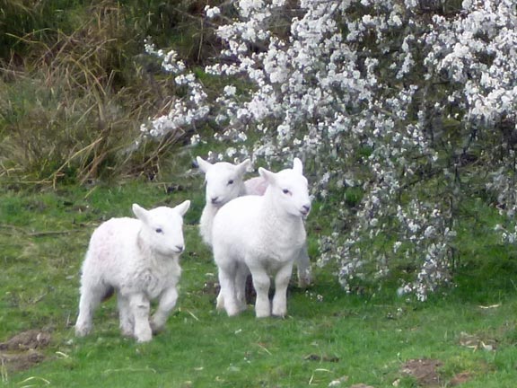 1.Llyn Trawsfynydd
3/4/14. Spring is sprung. The lambs are frolicking and the Blackthorn is blooming.
Keywords: Apr14 Sunday Catrin Williams