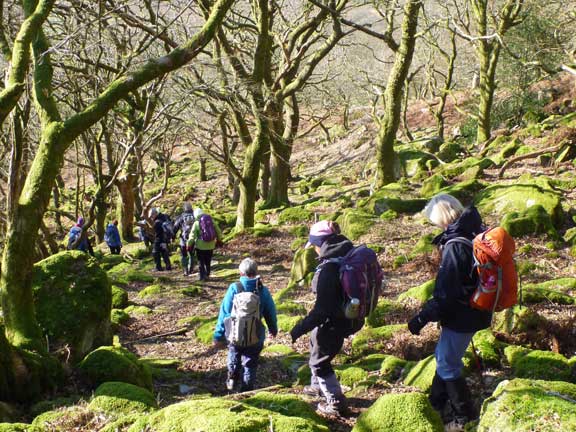 3. Cwmorthin Six Lakes (Changed to Cwm Bowydd)
28/2/16.  Descending through the trees into Cwm Bowydd.
Keywords: Feb16 Sunday Nick White