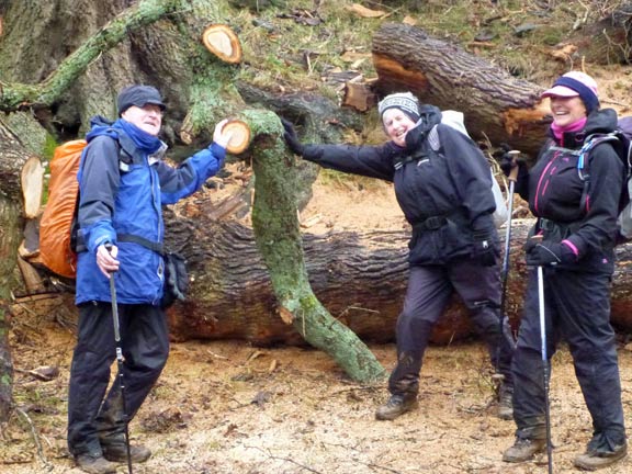 7.Llangelynin Old Church Conwy Valley
31/1/16. Our leader organises the moving of a fallen tree near Llechen_Isaf.
Keywords: Jan16 Sunday Judith Thomas