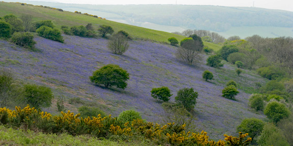 30.Isle of Wight Spring Holiday
4/5/17. Over the Downs to Ventnor Botanic Garden walk. The bluebells on Luccombe Down. Photo: Ann White
Keywords: May17 Week Hugh Evans