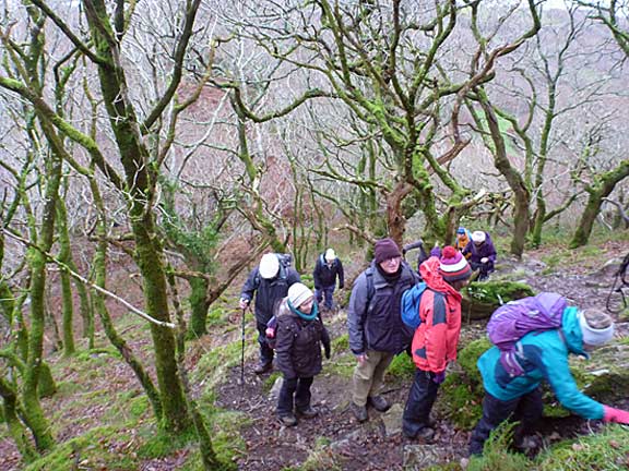 2.Moel y Gest
1/1/17. Climbing up through the trees from the east side of Moel-y-Gest. A very steep section.
Keywords: Jan17 Sunday Tecwyn Williams