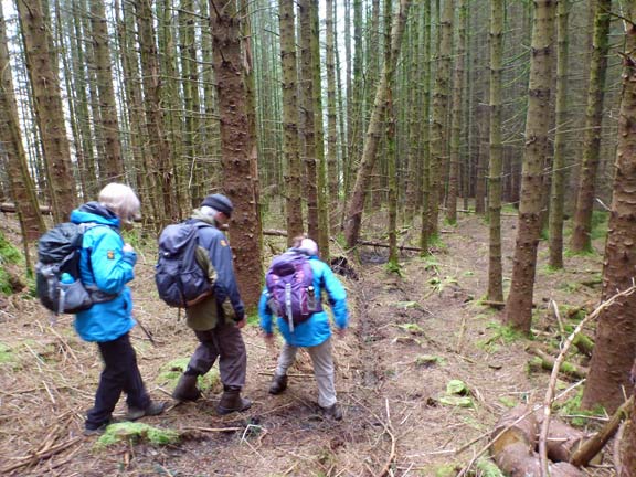 5.Rhobell Fawr
9/4/17.  We enter the forestry near Ty-newydd-y-mynydd and come out at the waterfalls near Foel Gron. A point we passed on the way up.
Keywords: Apr17 Sunday Judith Thomas