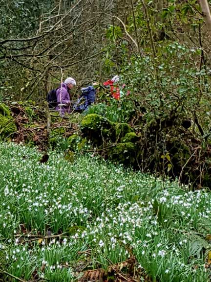 2.Snowdrop Walk (following AGM)
2/3/17. Down to the Dwyfor and the snowdrops. Past their best but in a beautiful setting. Photo: Judith Thomas.
Keywords: Mar17 Thursday Dafydd Williams