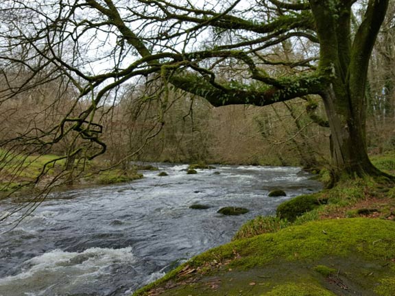 6.Snowdrop Walk (following AGM)
2/3/17. Afon Dwyfor in full flow. Photo: Judith Thomas.
Keywords: Mar17 Thursday Dafydd Williams