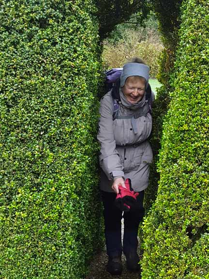 2.Tudweiliog
19/1/17. Pushing through the hedge to get into the gardens. Photo: Judith Thomas.
Keywords: Jan17 Thursday Miriam Heald