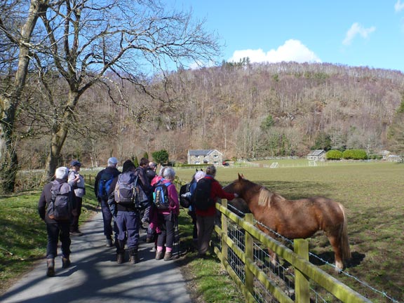 6.Arthog - Cregennen Lakes
25/3/18. Horses at Abergwynant Farm. The Mawddach Trail is the other side of the ridge in the background; less than half mile away.
Keywords: Mar18 Sunday Nick White