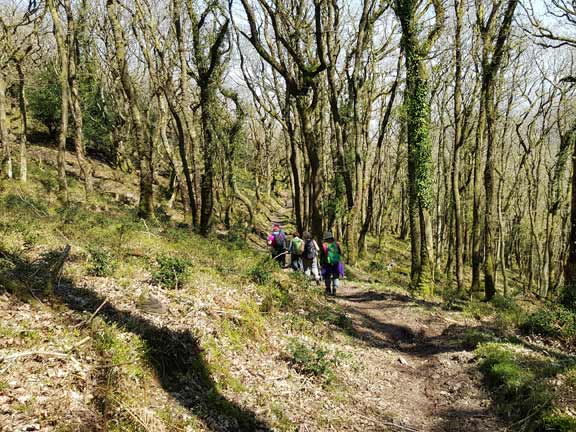 53.Exmoor Spring Holiday
19/4/18. Walking through woodland at Halse Combe. About half a mile left of our walking holiday. Photo: Carol Eden.
Keywords: Apr18 week Hugh Evans