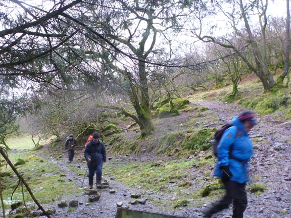 7.Llanuwchllyn
28/1/18.  Arriving at Llwyn-Gwern farm. No cattle this time.
Keywords: Jan18 Sunday Hugh Evans