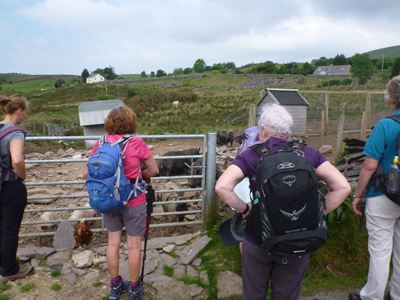 5.Y Fron
3/6/18. Free range pigs below Moel Tryfan.
Keywords: Jun18 Sunday Kath Mair