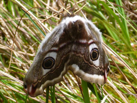 4.Cnicht via Llynnau Myllt & Llynnau Cwn (A walk) & Around Yr Arddu (B walk) 
19/5/19. Probably an Emperor moth (Saturnia pavonia).
Keywords: May19 Sunday Richard Hirst Dafydd Williams