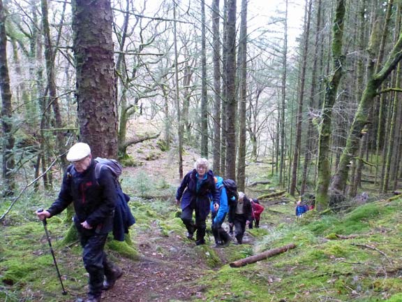 4.Cwm Bowydd / Cwm Cynfal Slate Trail
13/1/19. The path runs through forestry just below Clogwyn y Geifr.
Keywords: Jan19 Sunday Noel Davey