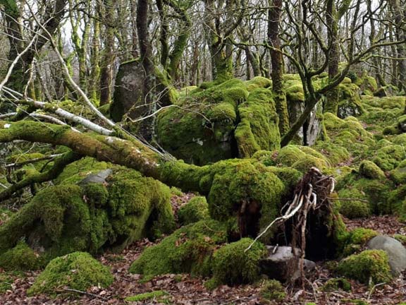 3.Trawsfynydd -Tomen y Mur
14/3/19. A mossy knoll. l Photo: Judith Thomas.
Keywords: Mar19 Thursday Nick White