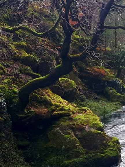 4.Beddgelert - Blaen Nanmor
23/2/20. Sunlight catching the moss covered river bank at the bridge at Nantmor, Photo: Judith Thomas.
Keywords: Feb20 Sunday Hugh Evans