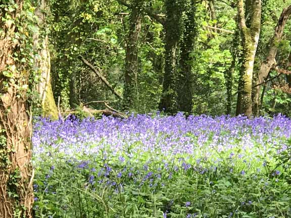 1.Flowers alongside Afon Dwyfor
27/4/20. Carpets of Bluebells. Fred Foskett
Keywords: Apr20 Fred Foskett