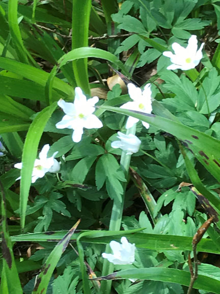 2.Flowers alongside Afon Dwyfor
27/4/20. River bank flowers. Fred Foskett.
Keywords: Apr20 Fred Foskett