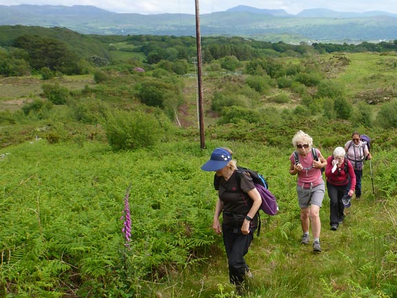 7.Porthmadog-Penmorfa-Black Rock circular
6/6/21. Taking the footpath from Morfa Bychan to Ty'n-y-mynydd. Rather over grown and wet and muddy in places.
Keywords: Jun21 Sunday Hugh Evans