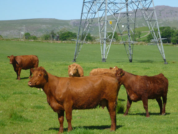 2.Mynydd Cennin
13/6/21. Cattle taking an interest as we pass.
Keywords: Jun21 Sunday Kath Mair