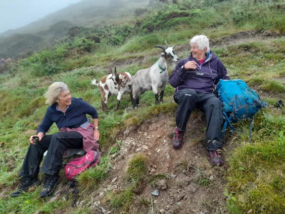 3.Porth Ysgo - Penarfynydd
10/6/21. No body has told the goats about 'social distancing' Photo: Judith Thomas.
Keywords: Jun21 Thursday Judith Thomas