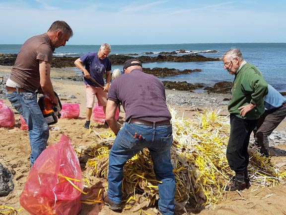 3. Beach clearing AONB - Nefyn Golf Club. 
18/05/22. Photo: Megan Mentzoni.
Keywords: May22 AONB