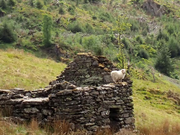 6.Dolwyddelan - Ty Mawr Wybrnant
15/05/22. A sheep with aspirations.
Keywords: May22 Sunday Eryl Thomas
