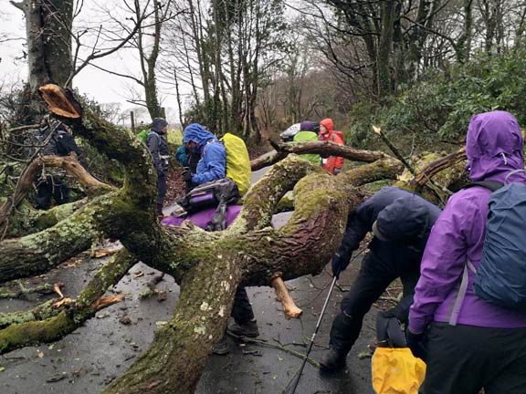 2.Llanystumdwy Circuit
3/3/22. Members easily find there's way through. Photo: Louise Baldwin.
Keywords: Mar22 Thursday Kath Spencer