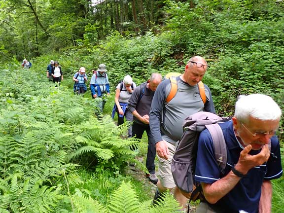 7.Sarn Helen - Glyn Lledr
19/06/22.Through forestry near Llanerch Elsi (at the south end of Llyn Elsi).
Keywords: Jun22 Sunday Annie Michael Jean Norton