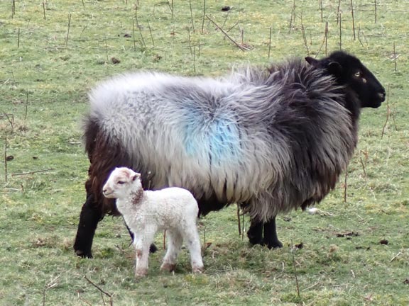 5.Talysarn-Fron-Nantlle.
17/3/22. "It depends on your point of view". The lambing season is well underway.
Keywords: Mar22 Thursday Meri Evans
