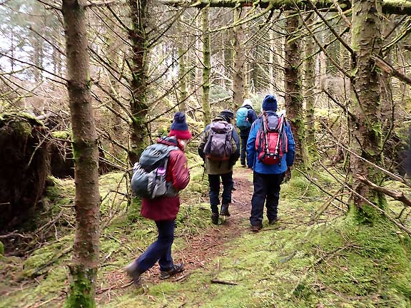 3,Waunfawr Circular.
23/1/22. We walk through the forest at Garreg Fawr just before the morning break.
Keywords: Jan22 Sunday Kath Spencer