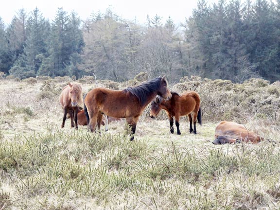 9.Dartmoor April 2013.
20/04/13. A small group of Dartmoor ponies. They seem to be in better condition than their Carneddau cousins. Photo: Judith Thomas.
Keywords: Apr13 week Ian Spencer
