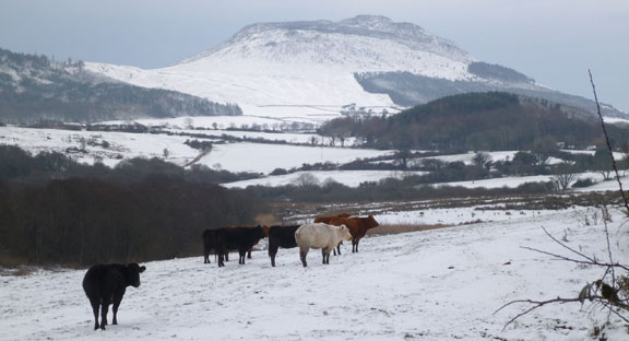 5.Llanbedrog to Nefyn
Cattle with Carn Fadryn in the background.
Keywords: Jan13 Sunday Judith Thomas