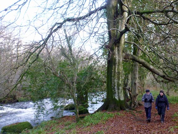 4.Criccieth Hinterland
22/12/13. Part of the three miles that our path followed the Afon Dwyfor downstream towards Llanystumdwy.
Keywords: Dec13 Sunday Dafydd Williams