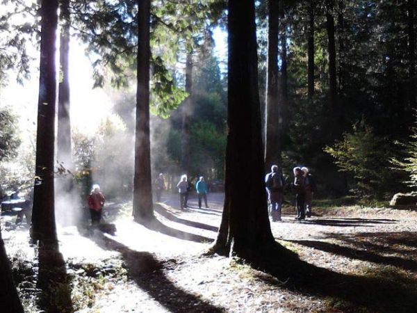 3.Coed-y-Brenin waterfalls
10/11/13. Coffee break amid the steaming trees, the trunks of which had been warmed by the sun. Photo: Tecwyn Williams.
Keywords: Nov13 Sunday Nick White