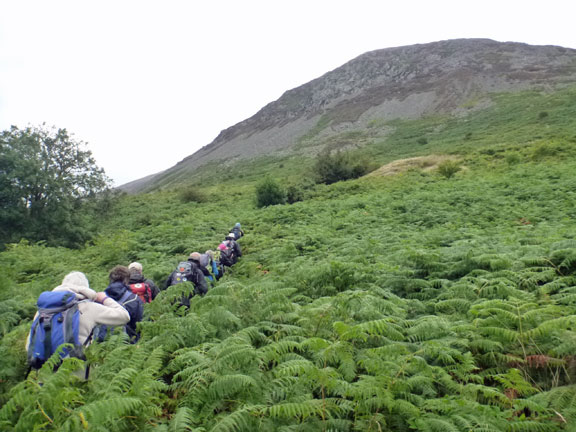 1.Clynnog Hills
17/8/14. Up from the start near Rock Cottage, we are soon into the bracken.
Keywords: Aug14 Sunday Catrin Williams