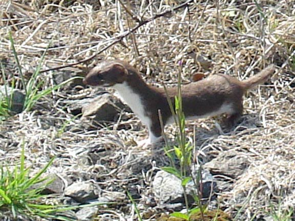 3.Dyffryn Ardudwy
4/9/14 Stoat or weasel? A stoat has a black tip to its tail; a weasel doesn't. Photo: Nick White.
Keywords: Sep14 Thursday Nick White