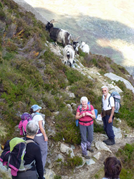 6.Tryfan & Heather Terrace
12/10/14. Half way along Heather Terrace we are joined by a herd of wild goats.
Keywords: Oct14 Sunday Noel Davey