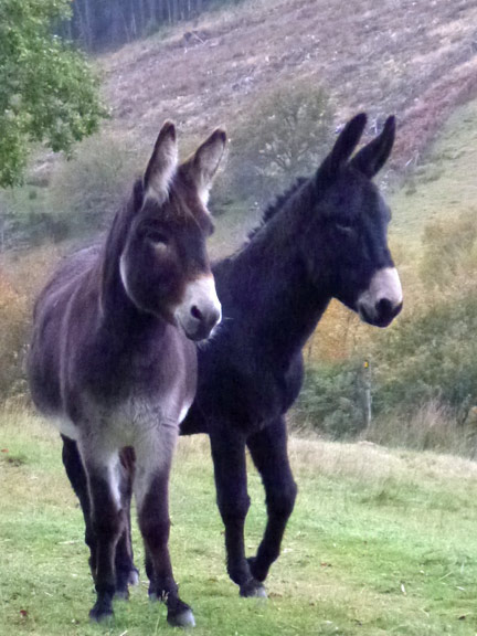 4.Coed y Brenin
25/10/15. Donkeys at Cae-poeth soon after our path turns west.
Keywords: Oct15 Sunday Nick White