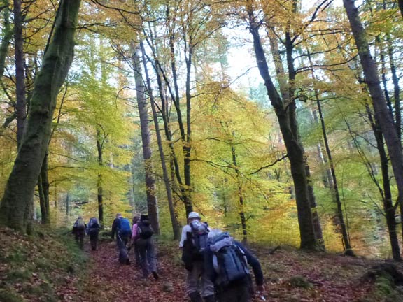 6.Coed y Brenin
25/10/15. A sting in the tail but we are up for it with time even to appreciate the brilliant autumn colours.
Keywords: Oct15 Sunday Nick White